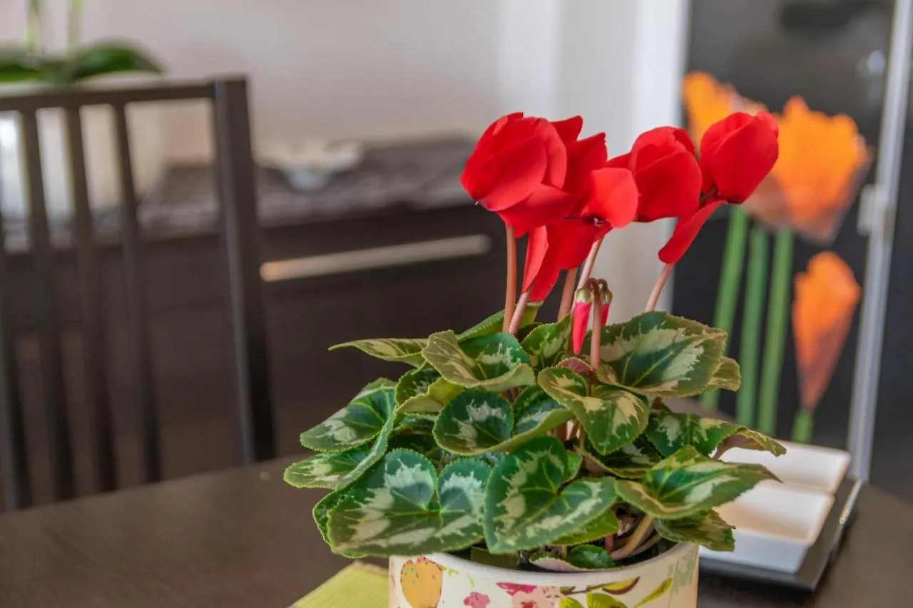 Casa Pilar Apartment Alcudia